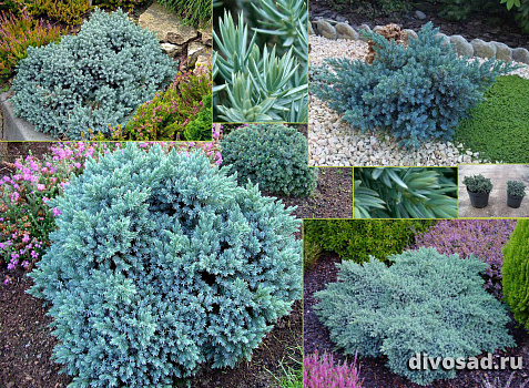 Можжевельник чешуйчатый Блю Стар (Juniperus squamata Blue Star) C3 А