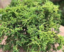 Можжевельник средний Пфитцериана Голд Стар (Juniperus pfitzeriana. Gold Star) С2 