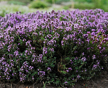 Тимьян ранний С5