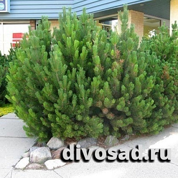 Сосна горная Пумилио (Pinus mugo Pumilio)20-40см