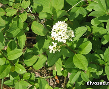 Бирючина овальнолистная (Ligustrum ovalifolium) 40-60 см  А 