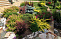 Барбарис тунберга Грин Карпет (Berberis thunbergii Green Carpet) С2 20-30 см