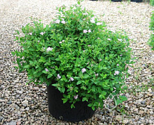 Спирея японская Литл Принцесс (Spiraea japonica Little Princess) 30-50 см А