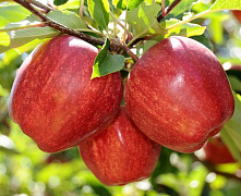 Яблоня Гала (осеннее)