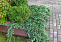Можжевельник горизонтальный Вилтони (Juniperus hor. Wiltonii) 40-60см, 15л