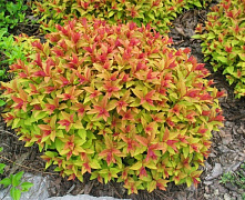 Спирея японская Голдфлейм (Spiraea japonica Goldflame) р9 П