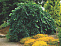 Вяз шершавый Кампердоуни (Ulmus glabra Camperdownii) С30 120-160см