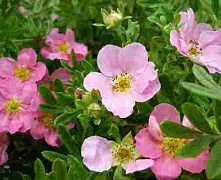 Лапчатка кустарниковая Пинк Парадайз (Potentilla fruticosa Pink Paradise) С2 