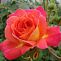 Роза флорибунда Мидсаммер (Midsummer)(саженец класса АА+) высший сорт