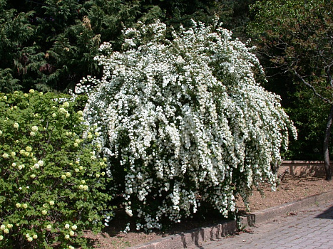 Спирея Вангутта (Spiraea vanhouttei) 40-60 см 2/3 вет. А