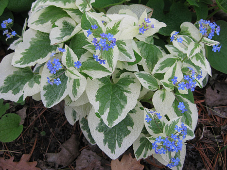 Бруннера крупнолистная Вариегата (Brunnera macrophylla Variegata) Р9