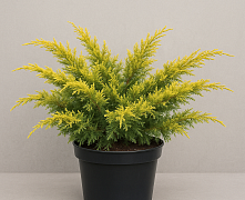 Можжевельник средний Пфитцериана Ауреа (Juniperus pfit. Pfitzeriana Aurea) 60-80 