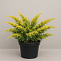 Можжевельник средний Пфитцериана Ауреа (Juniperus pfit. Pfitzeriana Aurea) 60-80 