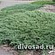 Можжевельник горизонтальный Хугхи (Juniperus horizontalis Hughee ) 60-80см, 7л
