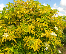 Бузина черная Ауреа (Sambucus nigra Aurea) 40-60 см А