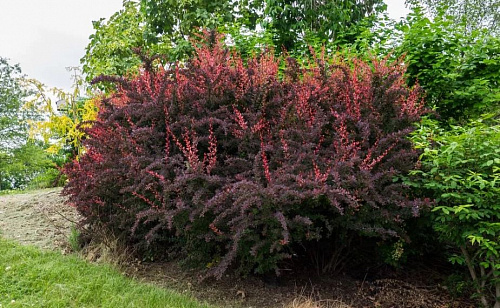Барбарис тунберга Атропурпуреа (Berberis thunbergii Atropurpurea) 30-40 см 