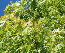 Клен серебристый Пирамидалис (Acer saccharinum) 2,5-3м.