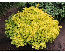 Барбарис Тунберга Тини Голд (Berberis thunbergii Tiny Gold) С2 15-20 