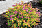 Спирея японская (Spiraea japonica `Little Flame`) С1 20-30см