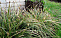 Осока Морроу Силвер Септре (Carex morrowii SILVER SCEPTRE) р9