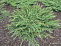 Можжевельник обыкновенный Грин Карпет (Juniperus comm. Green Carpet) C3 30-35 см А