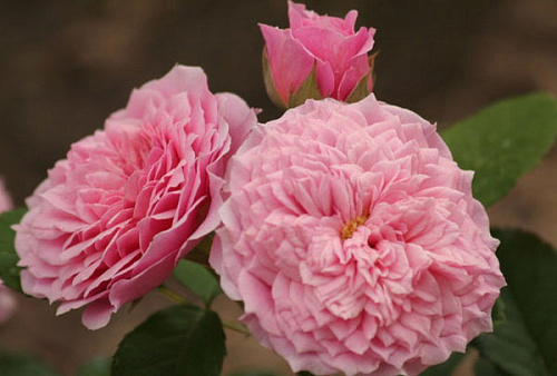 Роза шраб Уильям Кристи (William Christie)