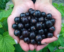 Смородина черная Селеченская -2