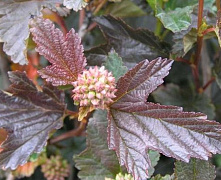 Пузыреплодник калинолистный Ред Барон (Physocarpus opulifolius Red Baron) С3 30-50см П