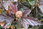 Пузыреплодник калинолистный Ред Барон (Physocarpus opulifolius Red Baron) С3 30-50см П