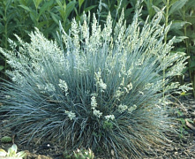 Овсяница голубая С5