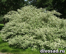 Дерен белый Элегантиссима (Cornus alba Elegantissima) С5 40-60 см П
