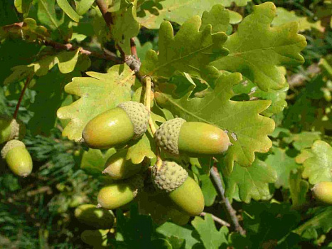 Дуб черешчатый (Quercus robur) 100-120 см А