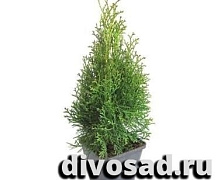 Туя западная Смарагд (Thuja occ. Smaragd) С2 30-50 см