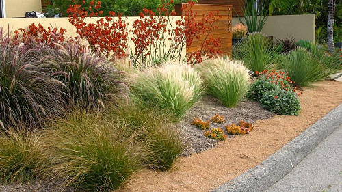 Вейник остроцветковый Карл Фостер (Calamagrostis x acutiflora Karl Foerster) р9