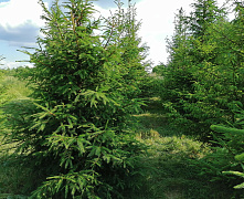 Ель обыкновенная 3-5 метров КОМ, СЕТКА