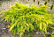 Можжевельник средний Пфитцериана Голд Стар (Juniperus pfitzeriana. Gold Star) С1 15-20 см