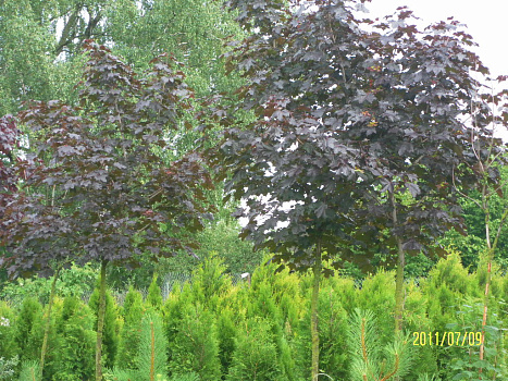 Клен остролистный Роял Ред (Acer platanoides Royal Red) С20