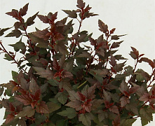 Пузыреплодник калинолистный Литл Джокер (Physocarpus opul. Little Joker) 20-30 см 2/3 вет.  А