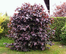 Лещина обыкновенная Ред Маджестик (Corylus avellana Red Majestic) С5 40-60 см