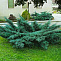 Можжевельник средний Пфитцериана Глаука (Juniperus pfit. Pfitzeriana Glauca) P9 10-15 см
