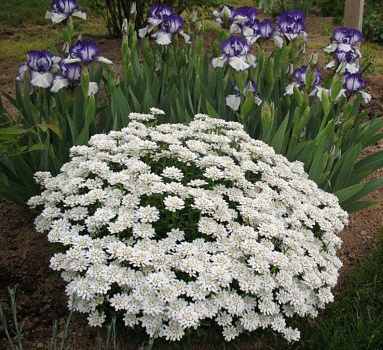Иберис вечнозелёный Вайсер Цверг (beris sempervirens Weisser Zwerg) р9
