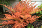 Папоротник/Щитовник красносорусовый Брильенс (Dryopteris erythrosora Brilliance) с3