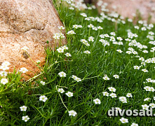 Мшанка шиловидная ИРЛАНДСКИЙ МОХ (Sagina subulata white)