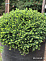 Ель обыкновенная Литтл Джем (Picea abies Little Gem) С20 50-70 см