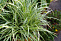 Осока Морроу (Carex morrowii Variegata) р9