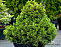 Ель обыкновенная Томпа (Picea abies Tompa) C5 25-30 см.