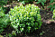Самшит вечнозелёный (Buxus sempervirens) 25-30 см В