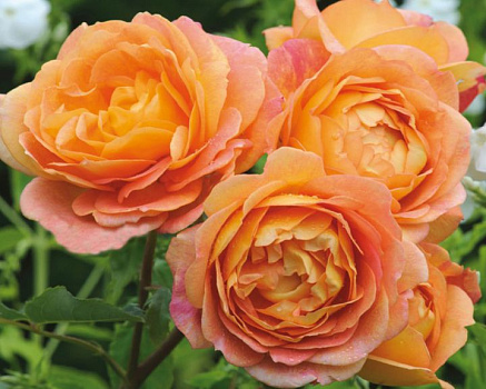 Роза Остина Леди оф Шалот (Lady of Shalott)С3