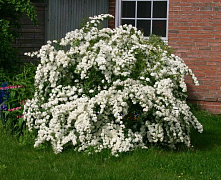 Спирея Вангутта (Spiraea vanhouttei) р9 П