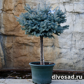 Ель колючая Глаука Глобоза (Picea pungens Glauca Globosa) C2 . Штамб 60-80, D 20-30